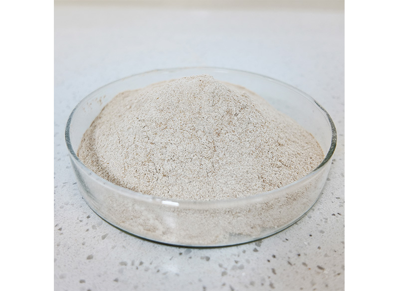 Bacillus coagulans